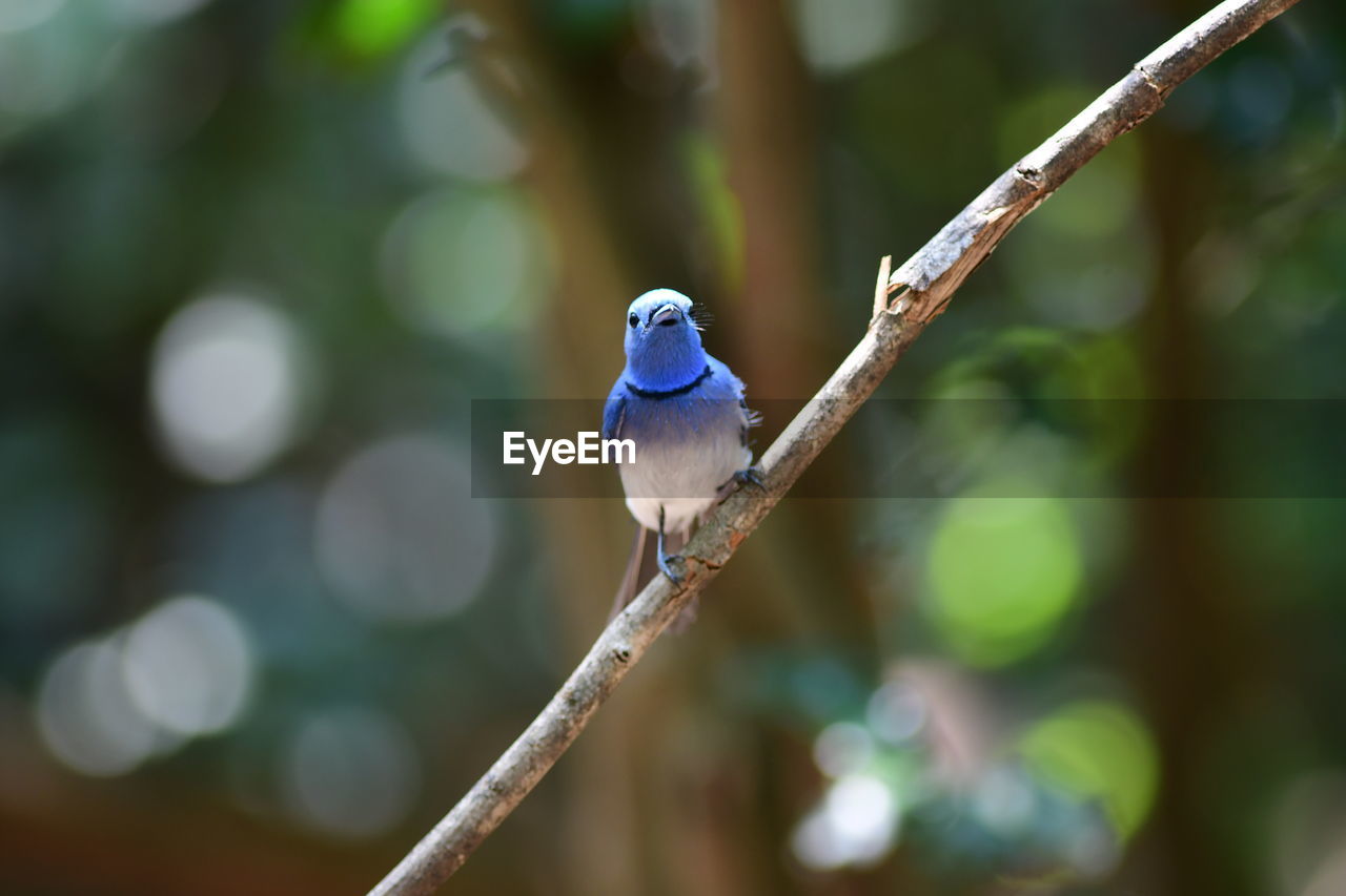 animal wildlife, animal themes, animal, bird, nature, wildlife, branch, one animal, perching, green, tree, close-up, focus on foreground, plant, beak, beauty in nature, no people, macro photography, outdoors, day, environment, blue, songbird