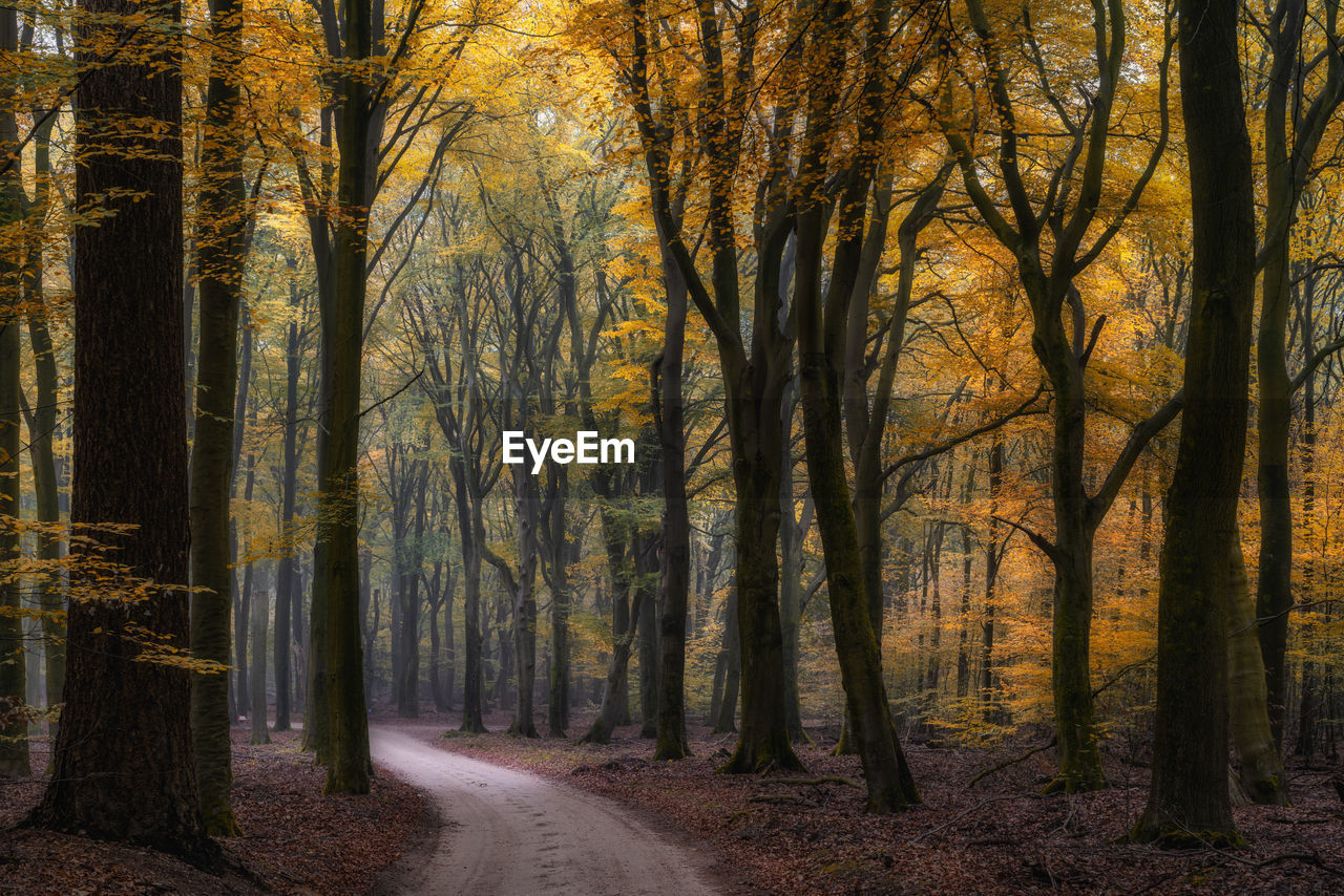 Dirt road amidst trees in forest during autumn