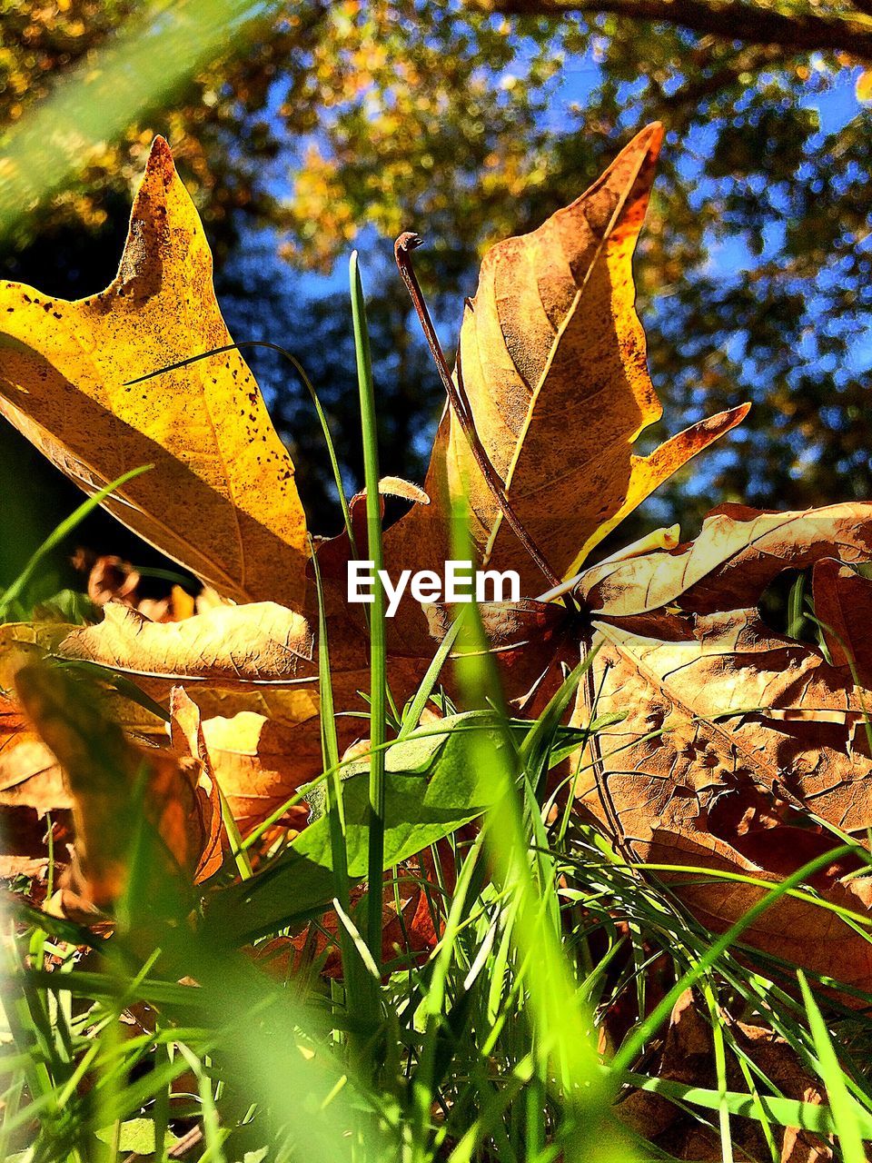 LEAVES ON FIELD