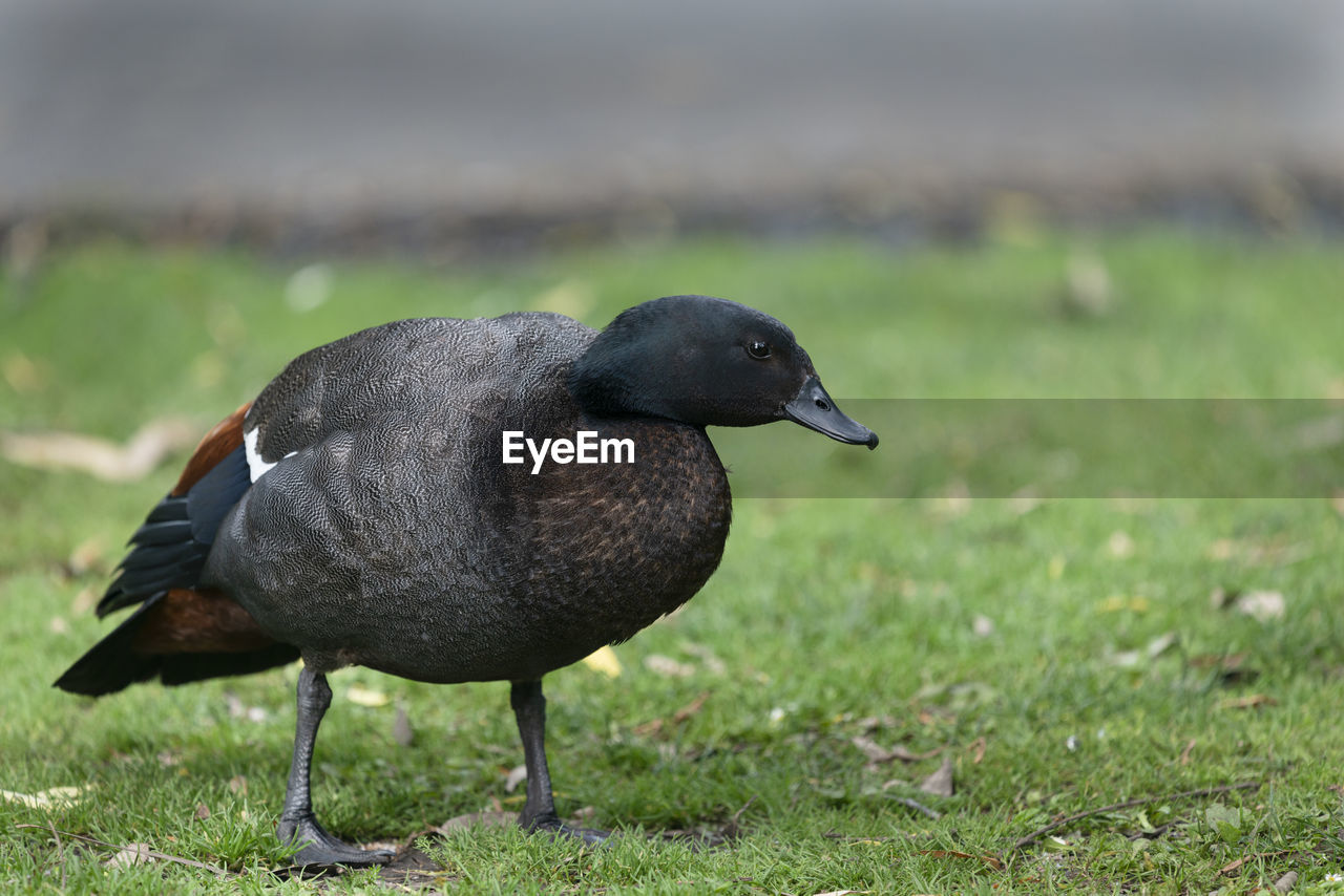 Male paradise duck walking on grass field