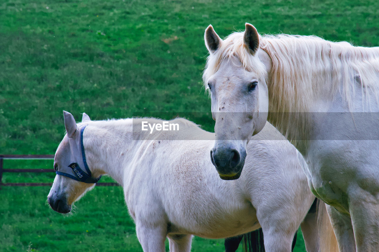HORSE STANDING IN FIELD