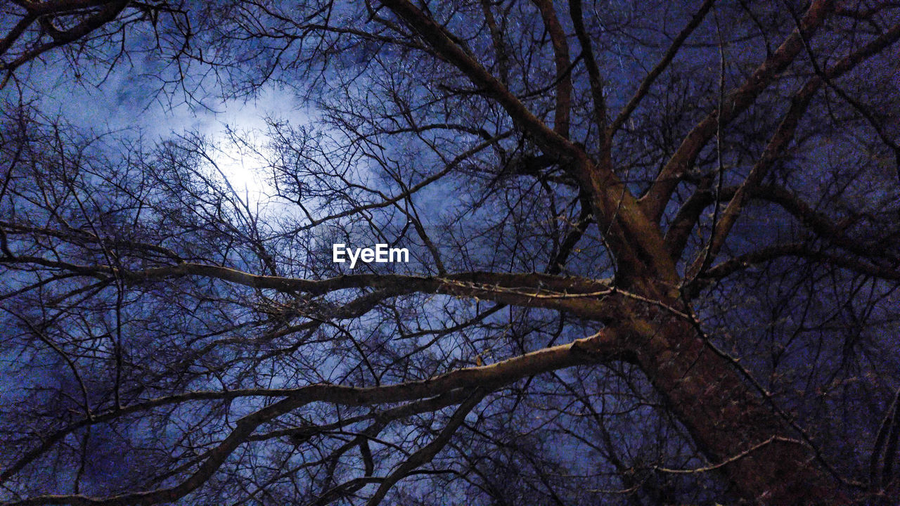 LOW ANGLE VIEW OF BARE TREES AGAINST SKY