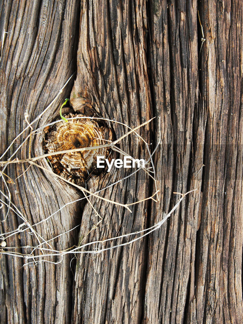 Full frame shot of wood