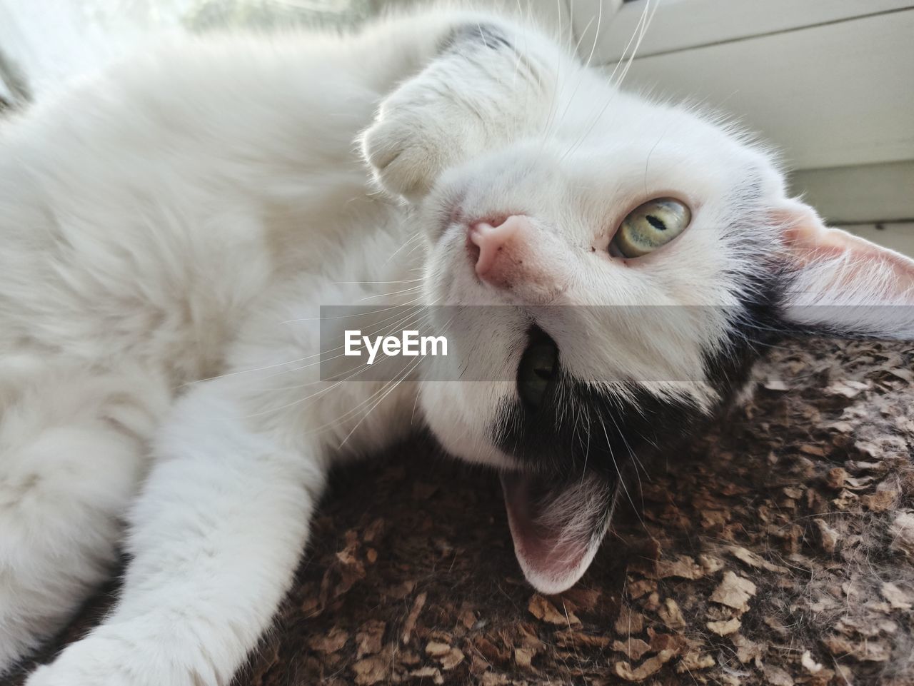 Close-up portrait of a cat