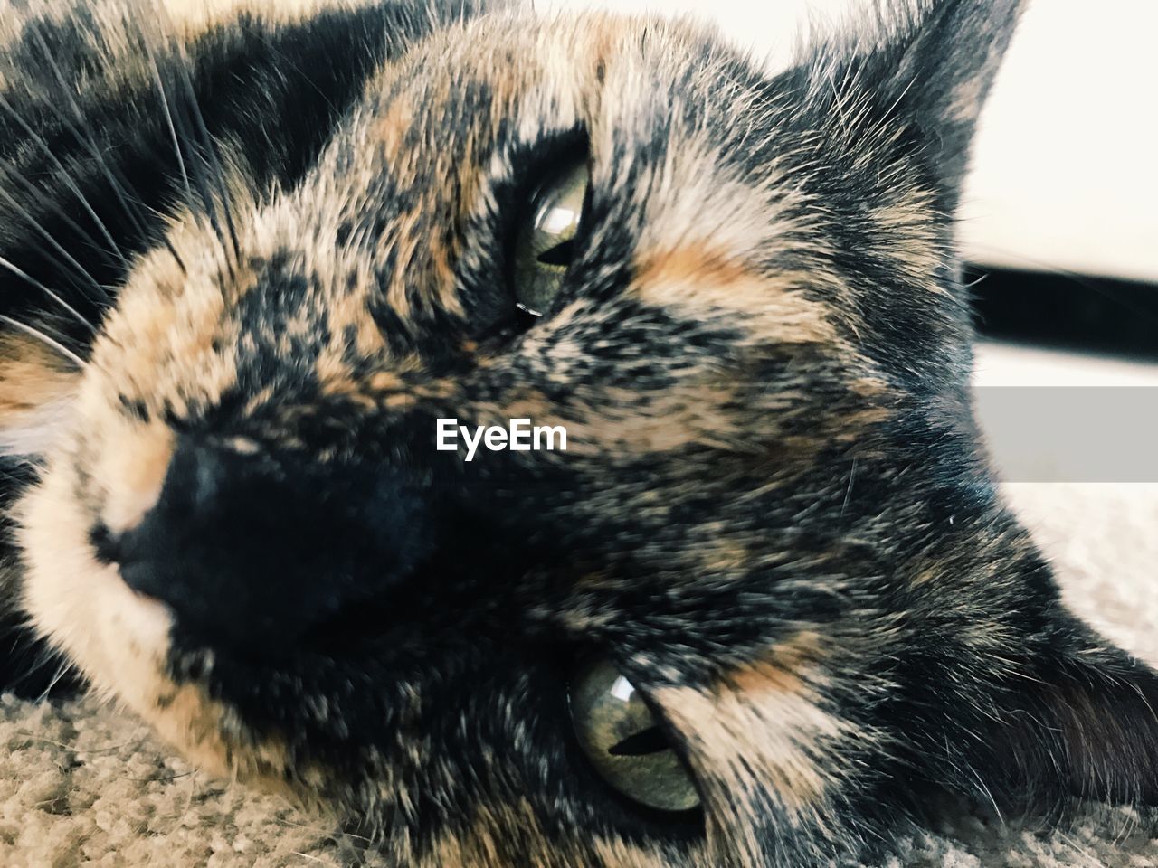 CLOSE-UP OF CAT RELAXING ON CARPET