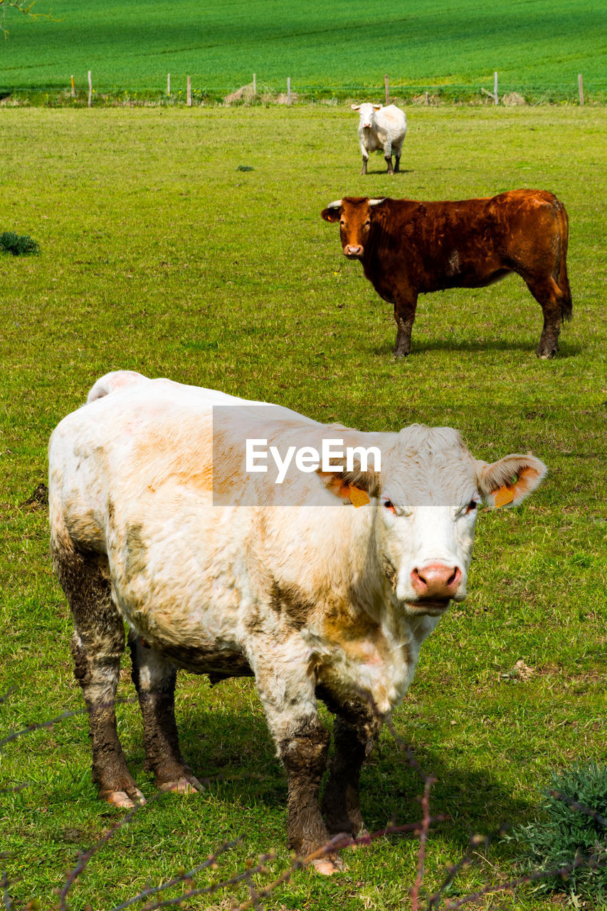 Three cows grazing on pasture