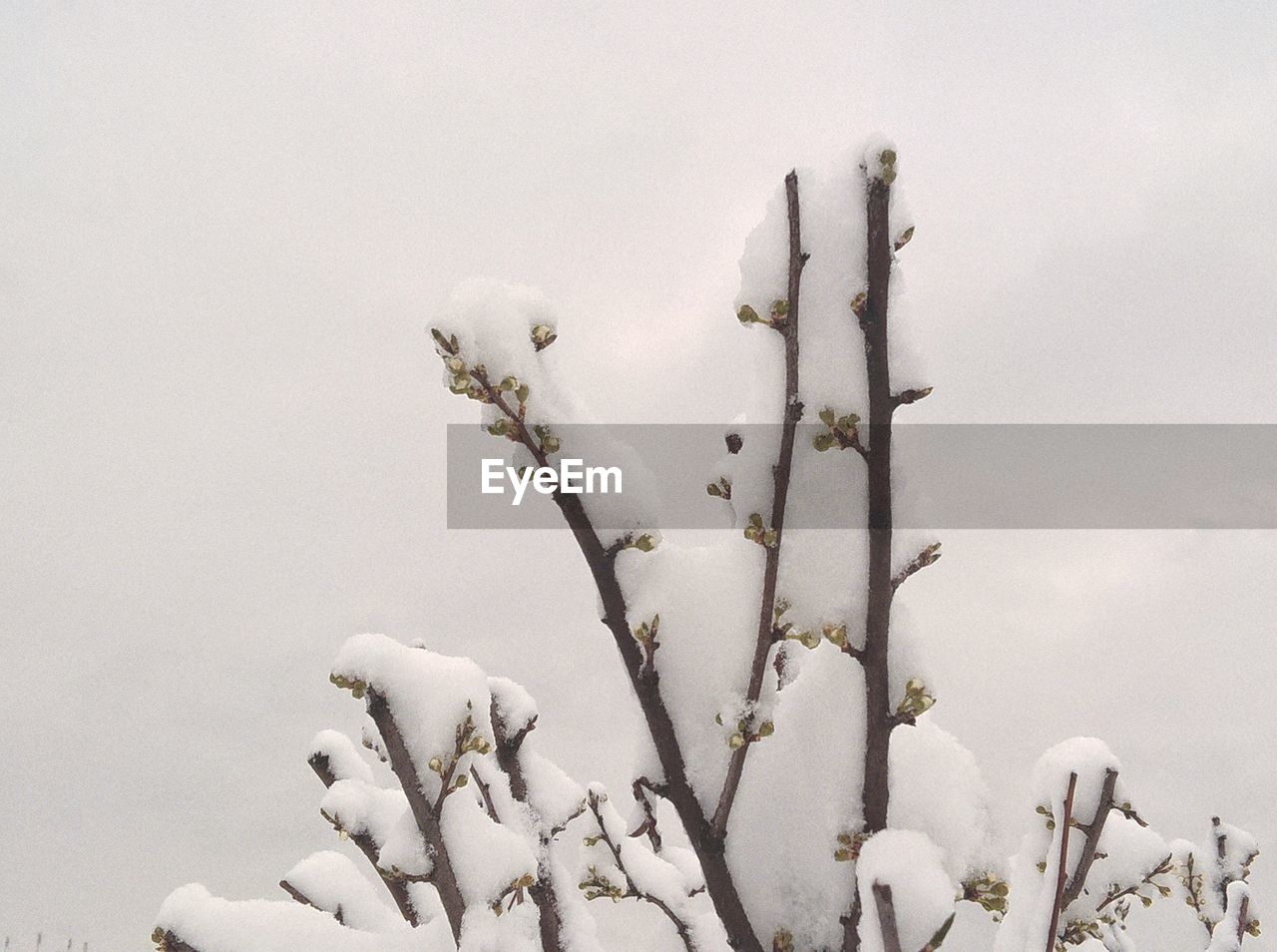 LOW ANGLE VIEW OF FLOWERS AGAINST SKY