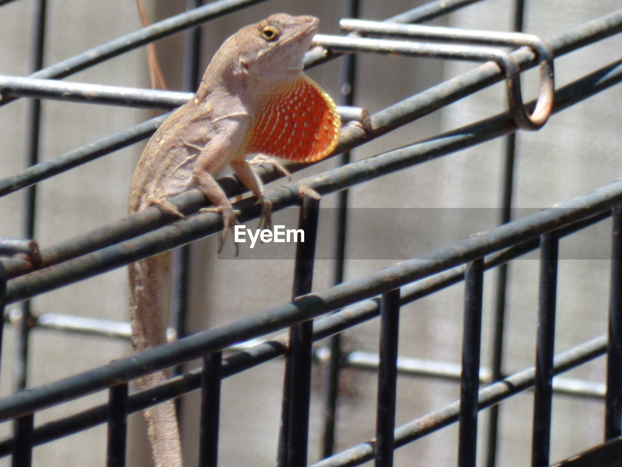 Close-up of lizard on cage
