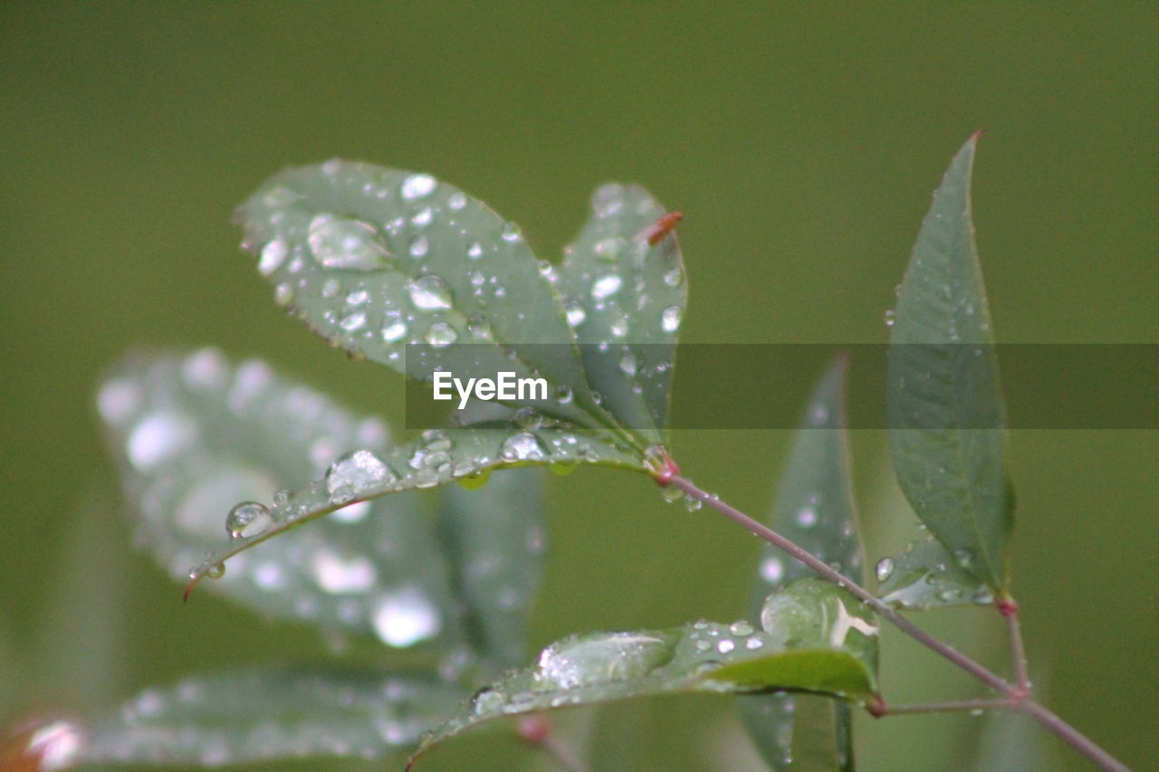 CLOSE-UP OF WET PLANT LEAVES