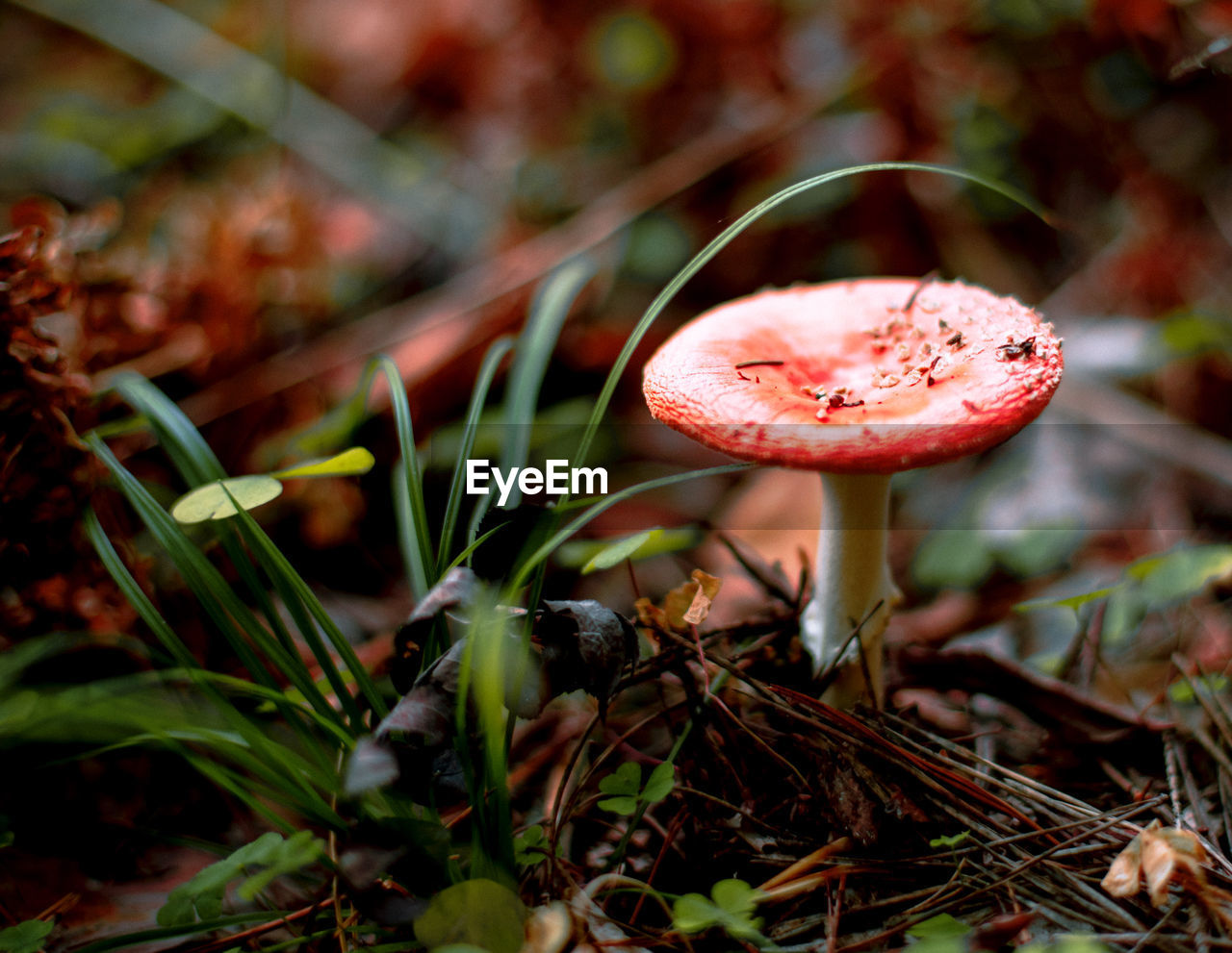 The beauty of the autumn forest