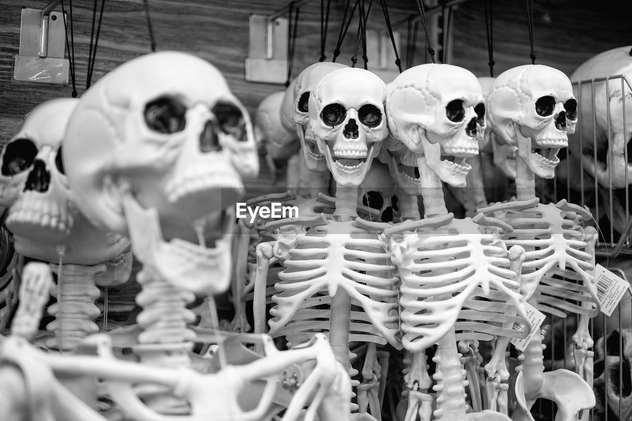 Close-up of human skeletons hanging in room