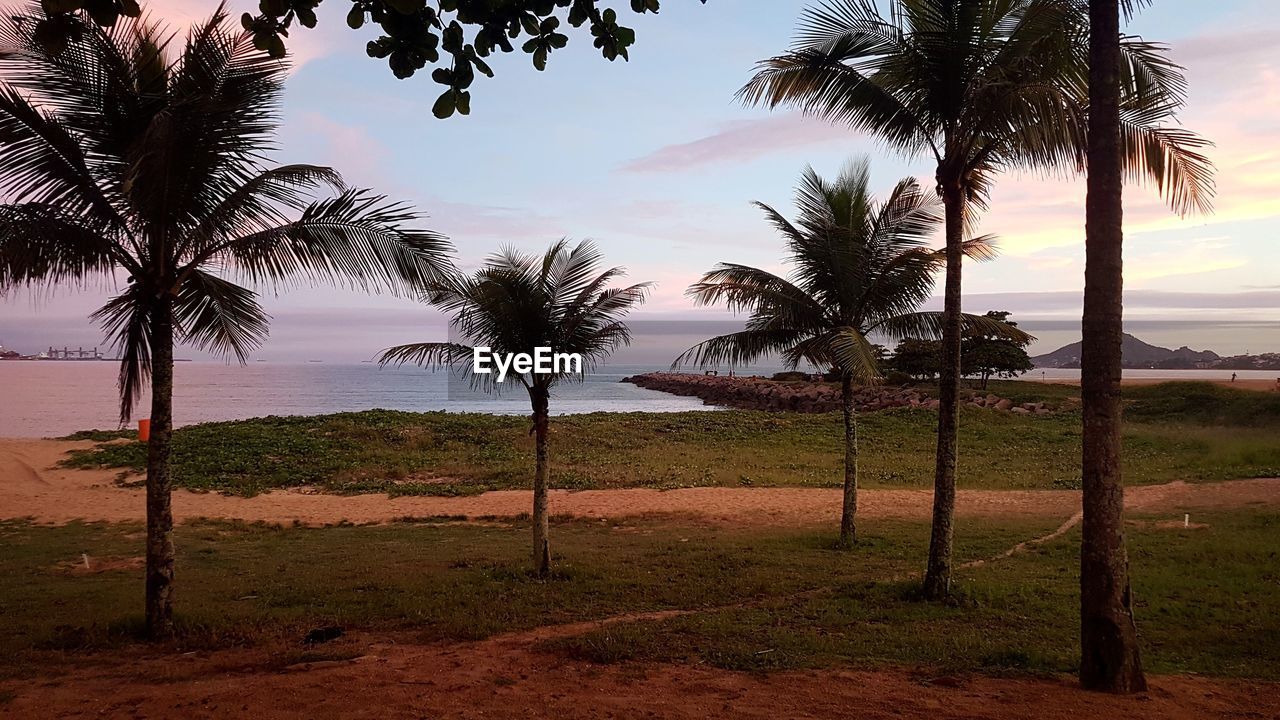 TREES ON BEACH AGAINST SKY