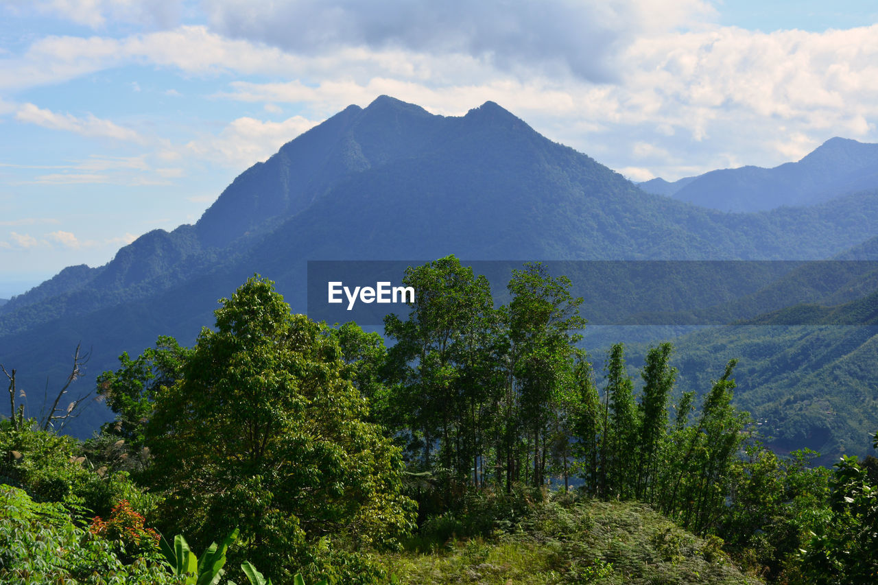 SCENIC VIEW OF TREE MOUNTAINS AGAINST SKY