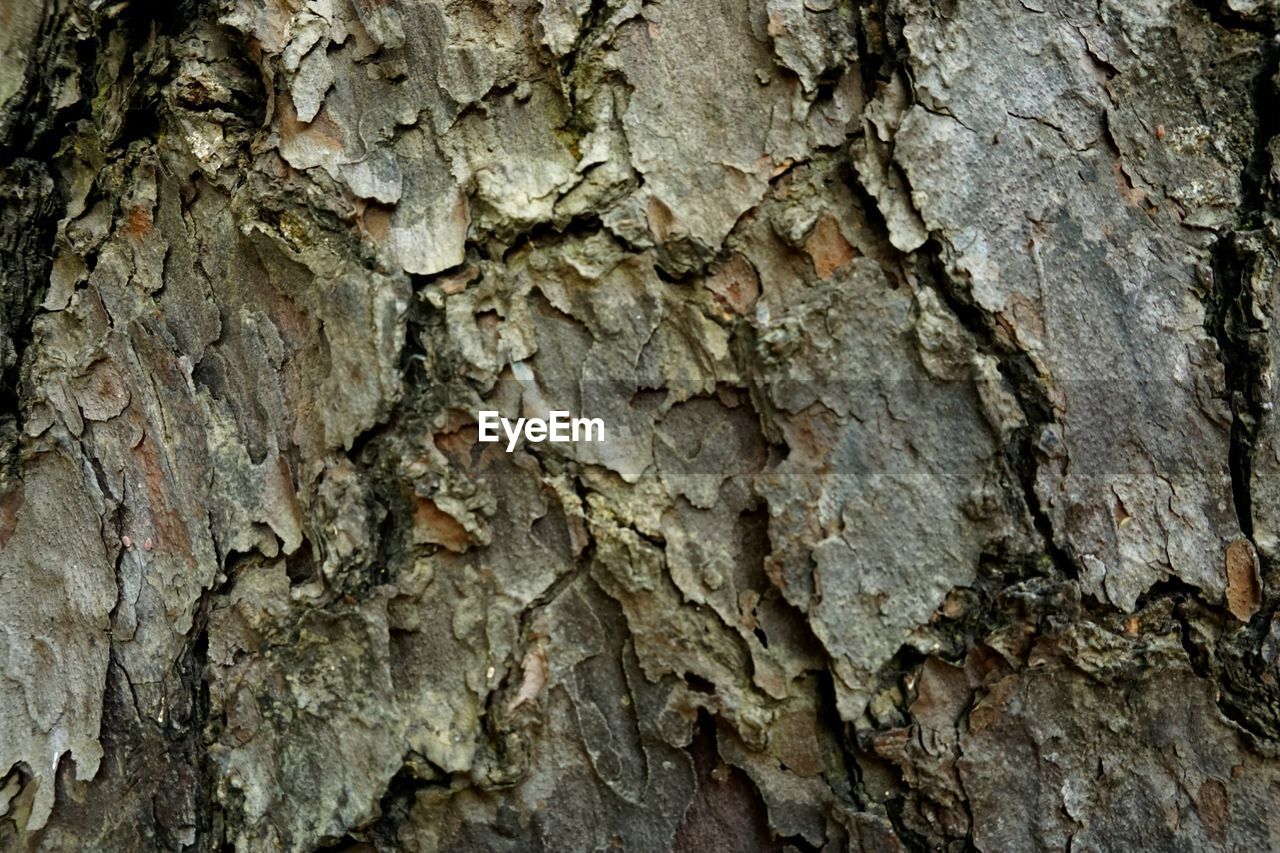 FULL FRAME SHOT OF TREE TRUNK