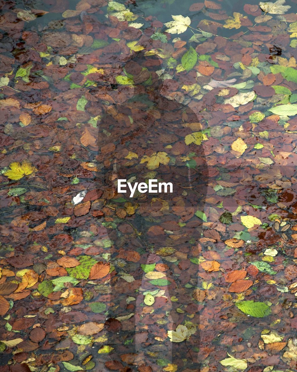 LOW SECTION OF AUTUMN LEAVES ON WATER