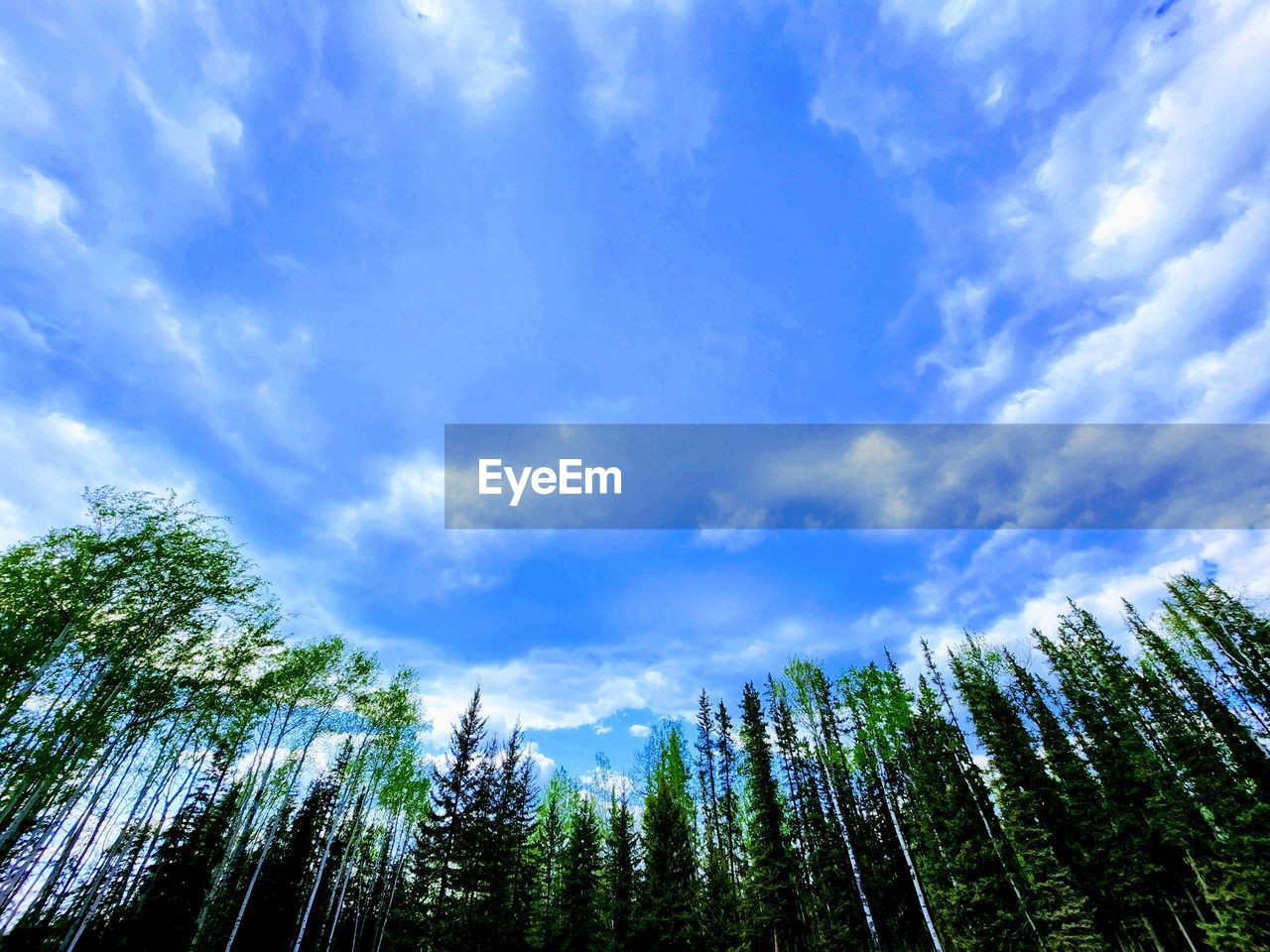 sky, tree, plant, cloud, nature, beauty in nature, sunlight, forest, scenics - nature, pine tree, low angle view, coniferous tree, no people, pinaceae, growth, tranquility, grass, environment, pine woodland, land, green, blue, tranquil scene, non-urban scene, woodland, landscape, outdoors, reflection, day, mountain, idyllic