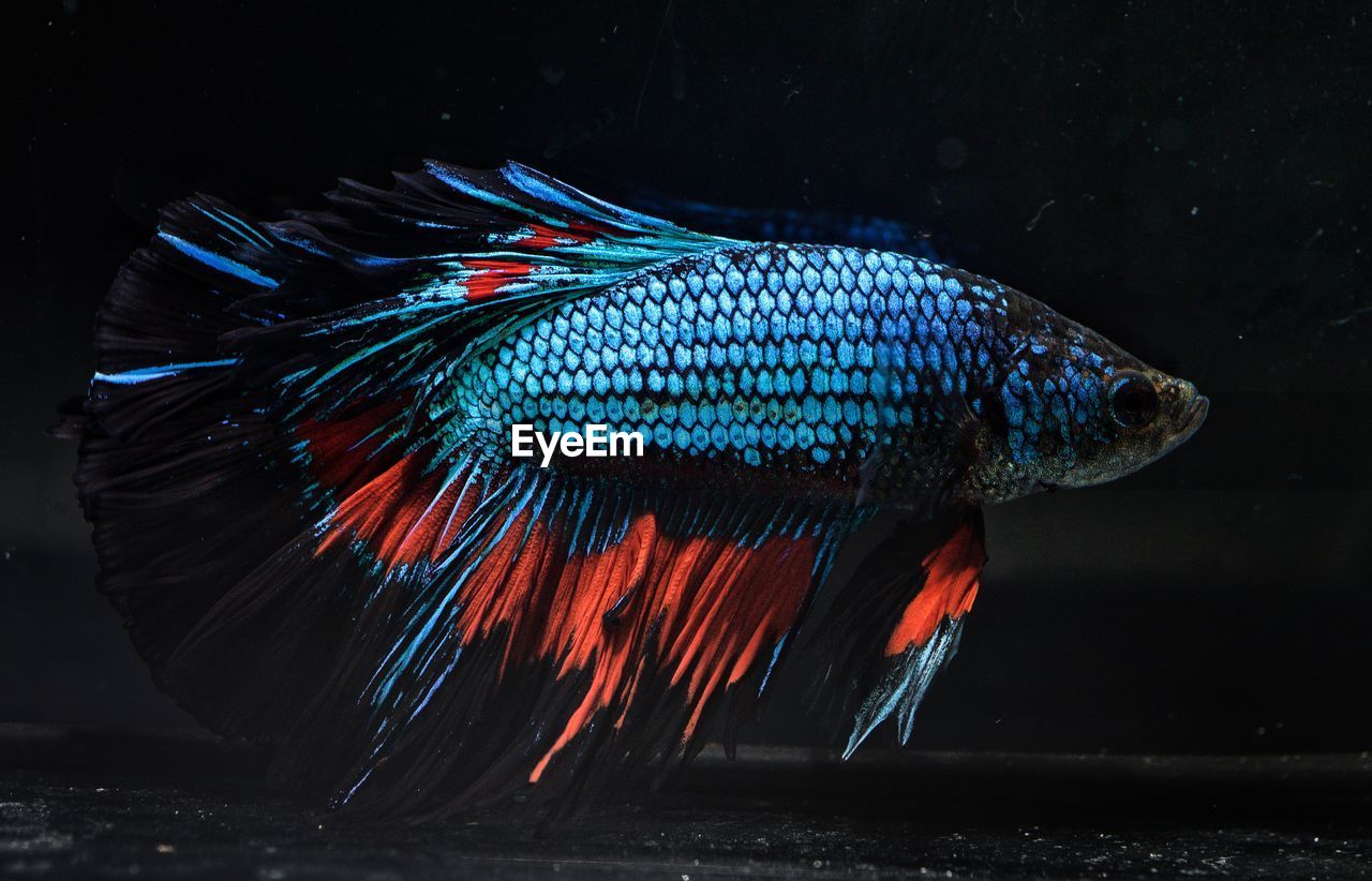 Fancy siamese fighting fish or halfmoon is a beautiful fish that is popular for foreigners. 