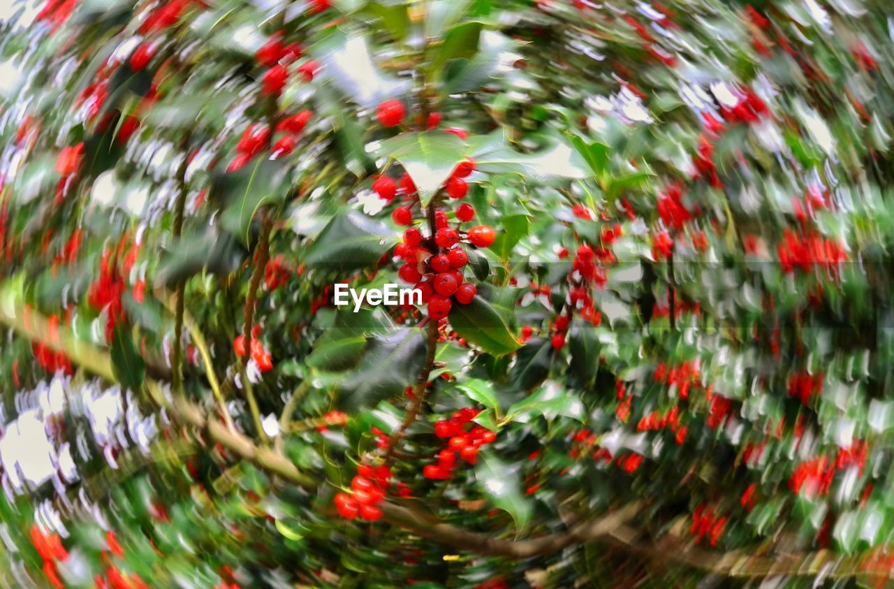 RED BERRIES ON PLANT