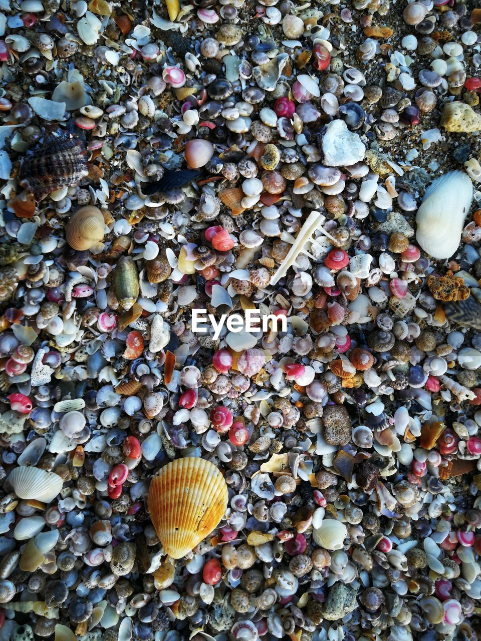 High angle view of shells on ground