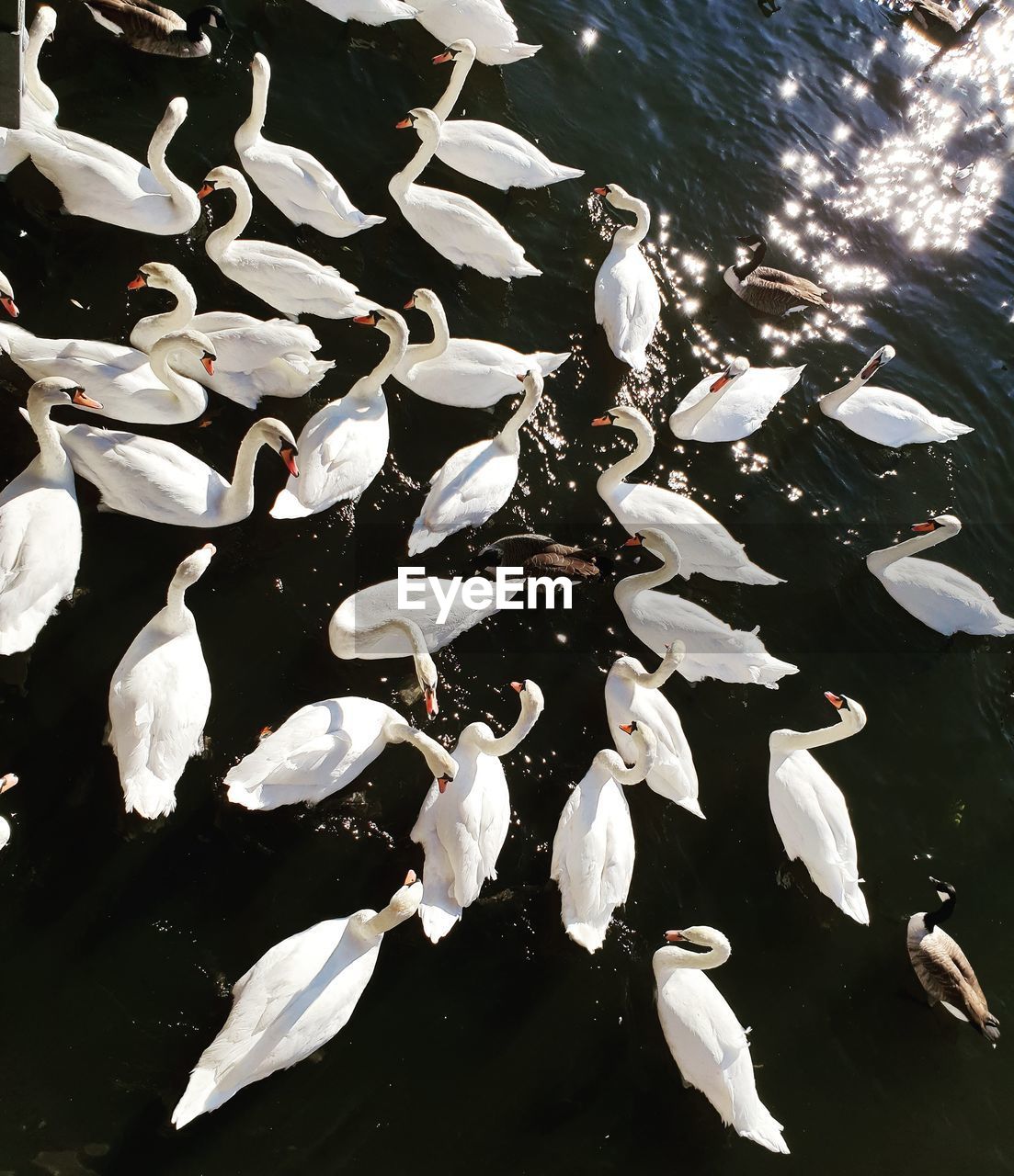 HIGH ANGLE VIEW OF BIRDS SWIMMING IN LAKE