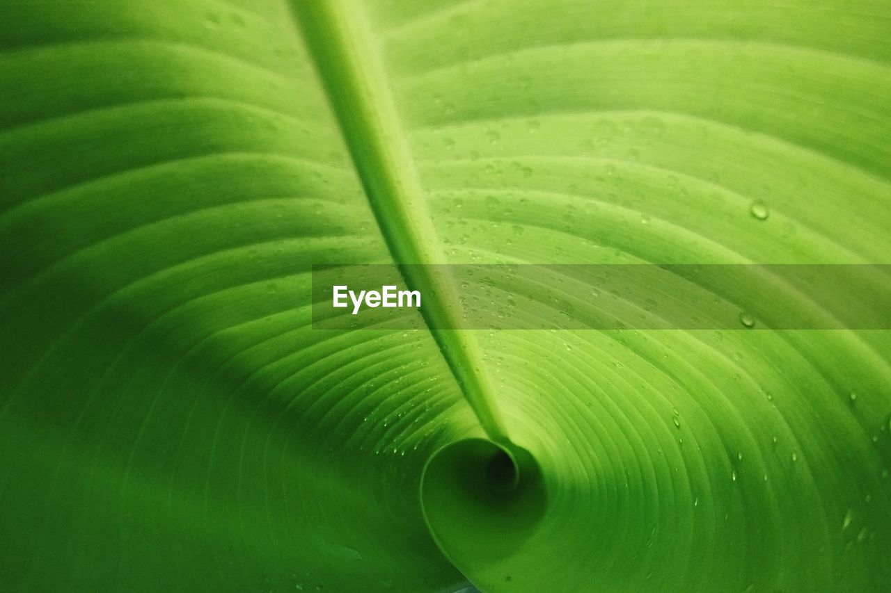 Close-up of wet green leaf