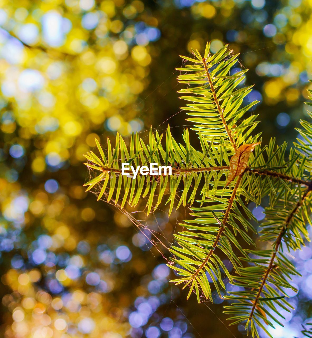 plant, tree, branch, nature, leaf, plant part, beauty in nature, coniferous tree, pinaceae, yellow, pine tree, green, no people, outdoors, flower, growth, sunlight, macro photography, environment, tranquility, close-up, forest, focus on foreground, day, land, sky, spruce, fir, holiday, backgrounds