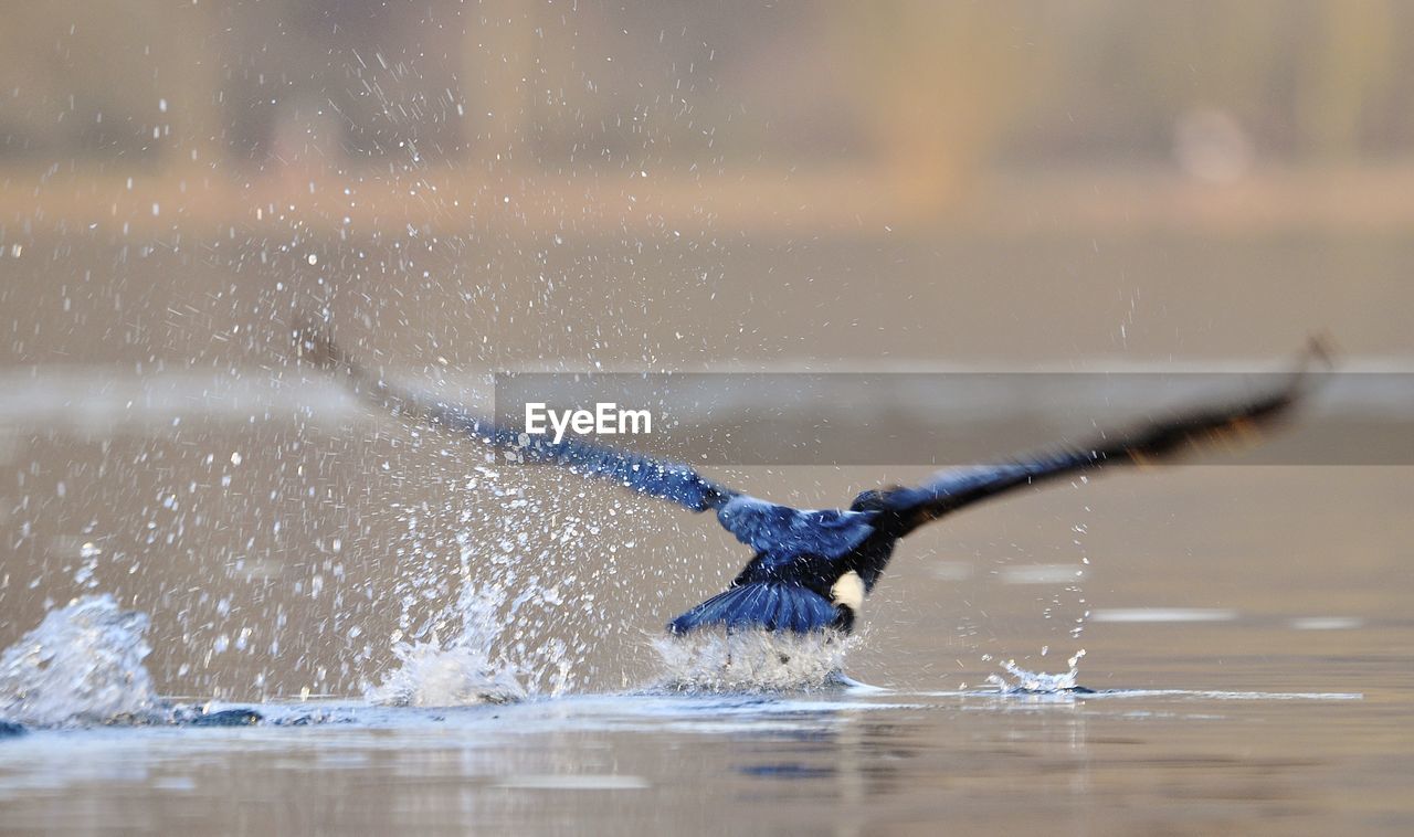 BIRDS FLYING OVER LAKE