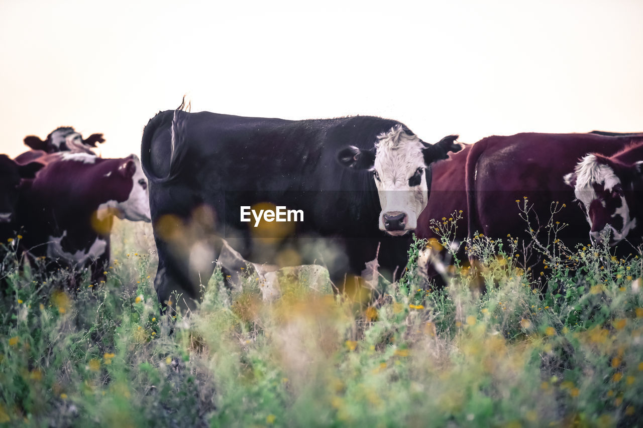 cows standing on field