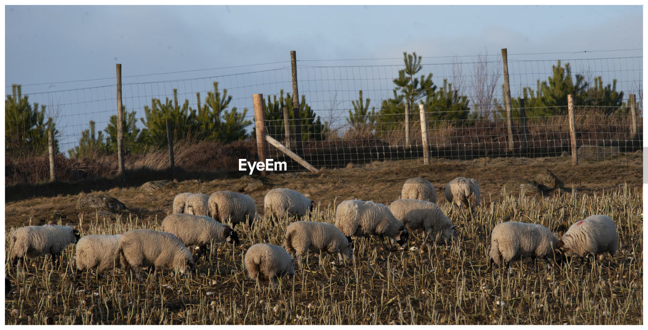 VIEW OF SHEEP ON FIELD AGAINST SKY