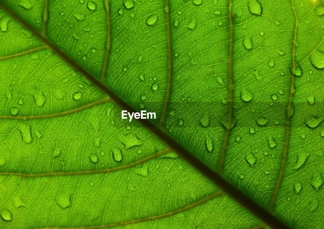 Extreme close up background texture of backlit green leaf veins with water drops after the rain