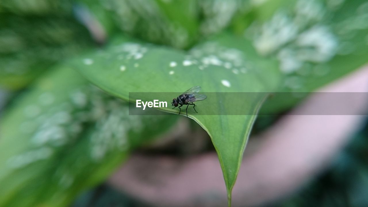 Close-up of fly on leaf