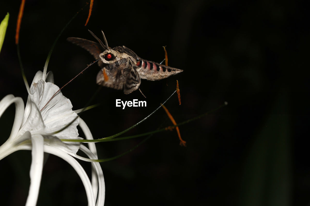 CLOSE-UP OF BUTTERFLY ON FLOWER