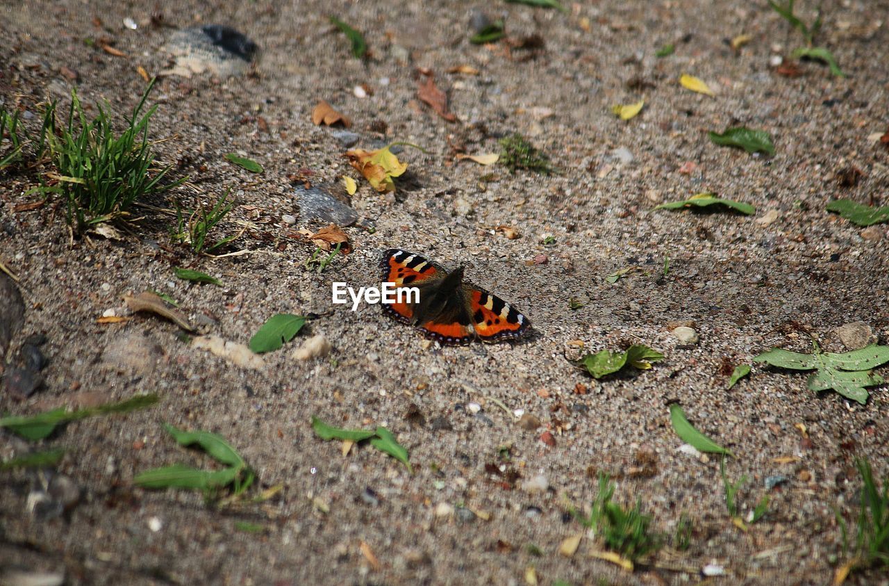 HIGH ANGLE VIEW OF BUTTERFLY ON LEAF ON GROUND