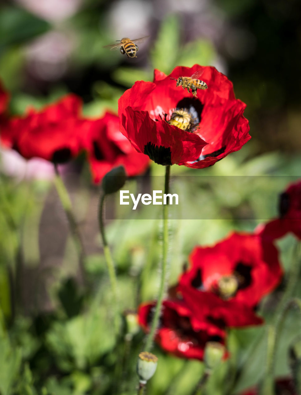 CLOSE-UP OF RED POPPY BLOOMING ON PLANT