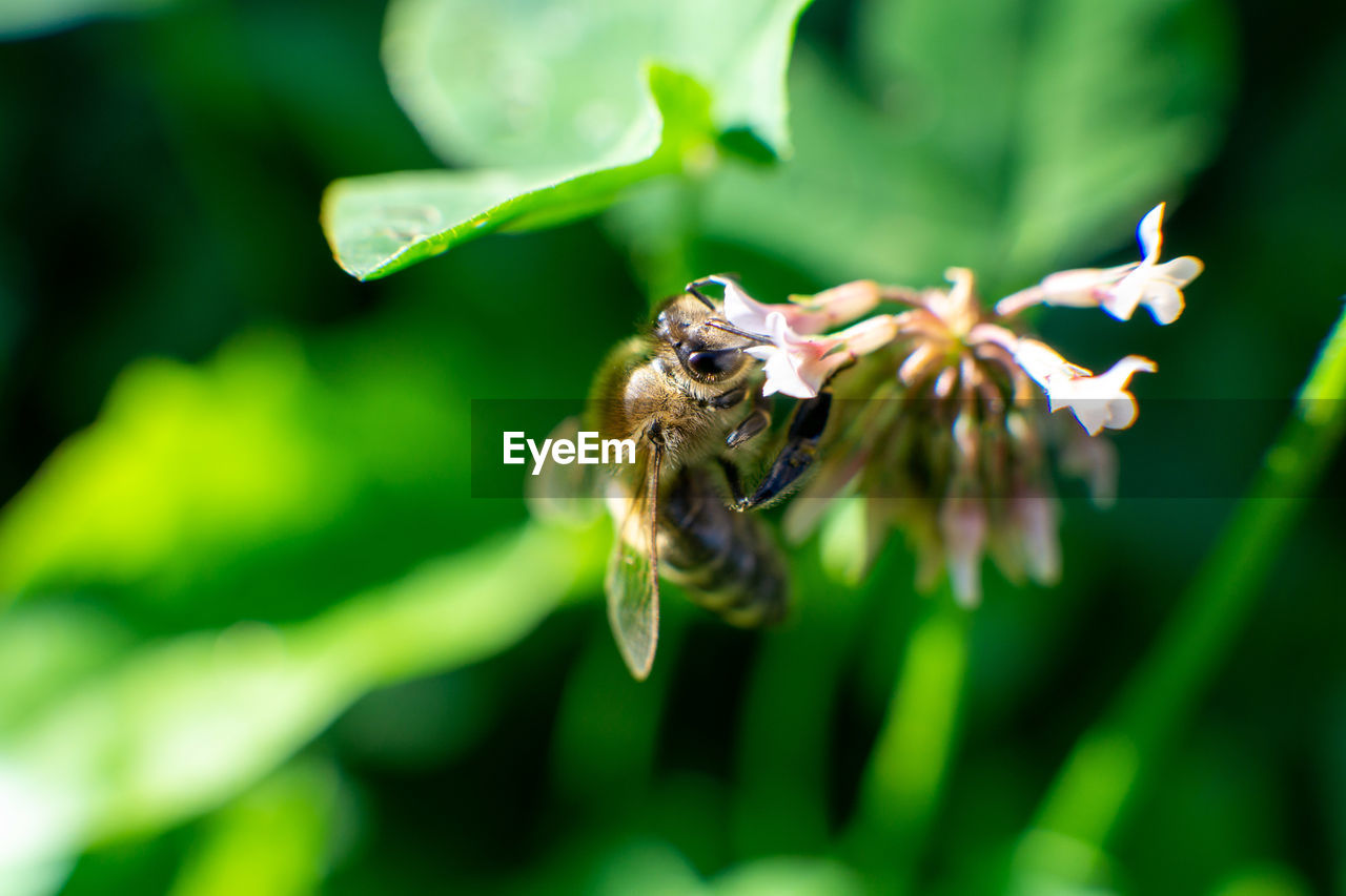 Close-up of bee pollinating on flower