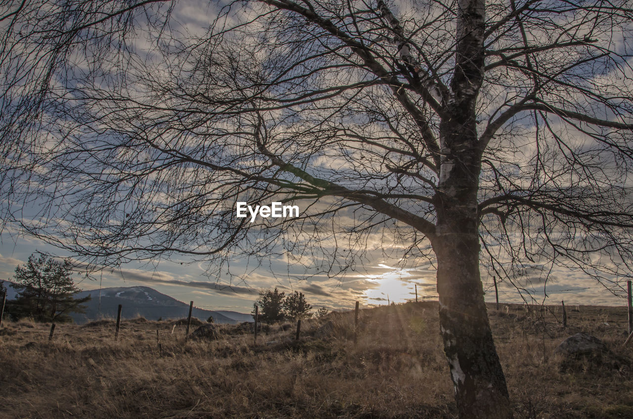 TREES AGAINST SKY