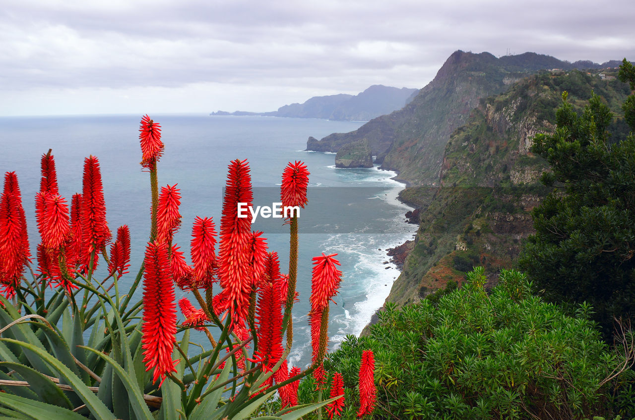 High angle view of aloe aculeata flowers against coastline at madeira