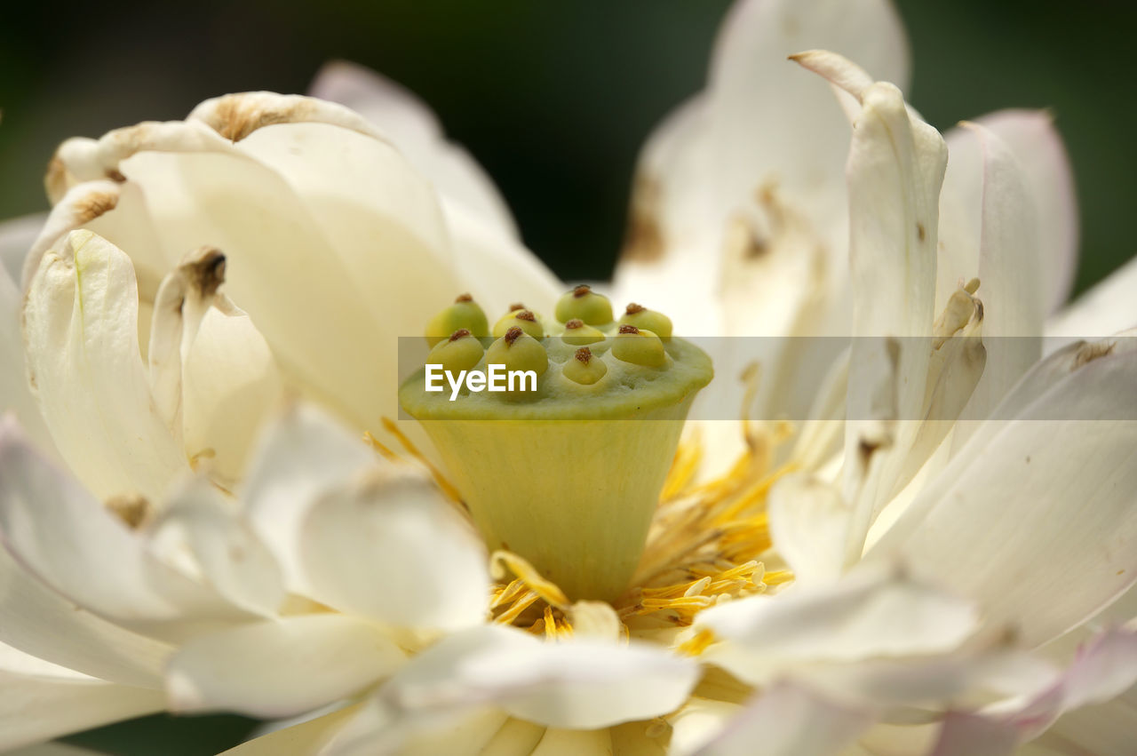 CLOSE-UP OF FLOWERS OVER BLACK BACKGROUND