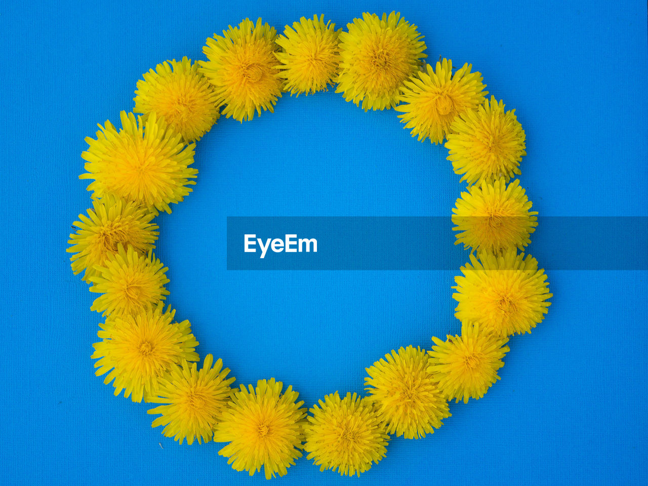 High angle view of yellow flowers over blue background