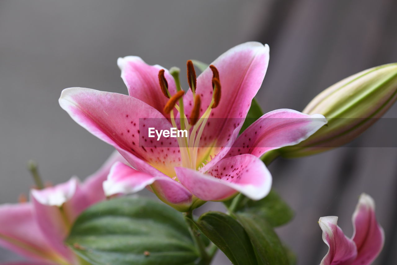 flower, flowering plant, plant, freshness, beauty in nature, pink, petal, close-up, fragility, flower head, nature, macro photography, inflorescence, blossom, growth, no people, leaf, pollen, springtime, lily, plant part, focus on foreground, stamen, outdoors, botany, water, orchid, selective focus, magenta