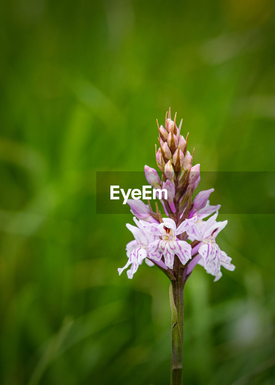 CLOSE-UP OF FLOWERING PLANT