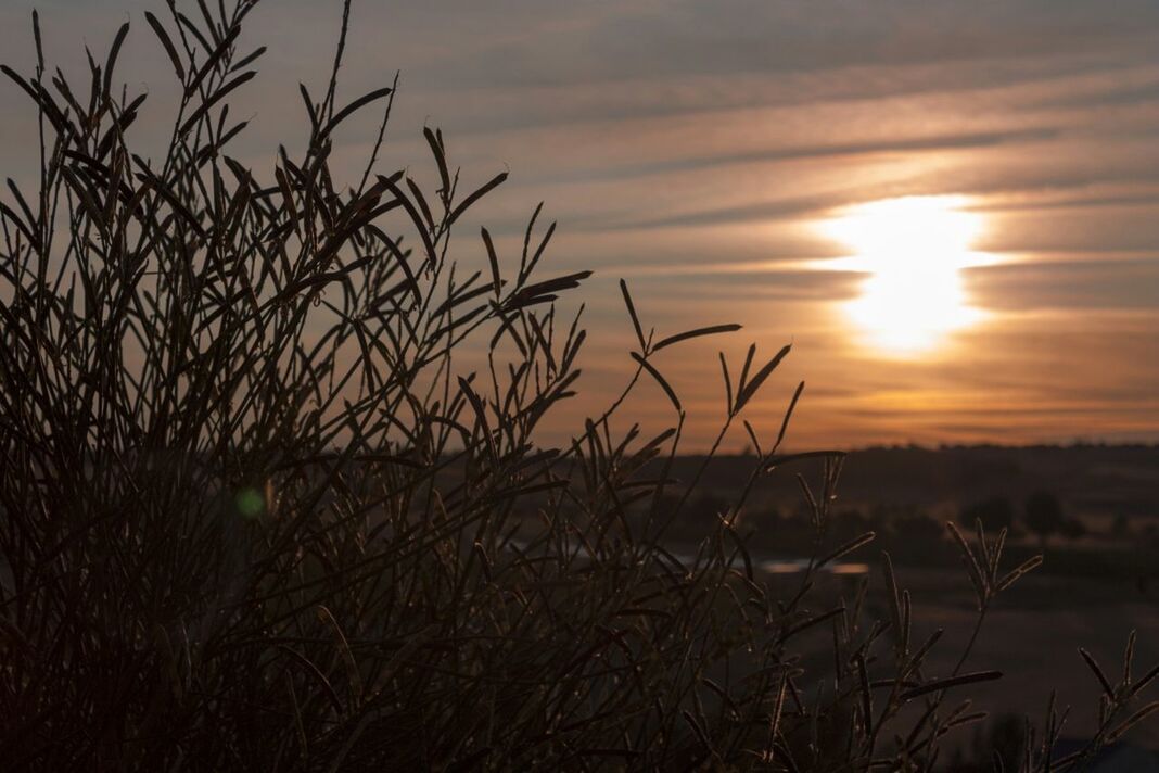 Plants against landscape at sunset