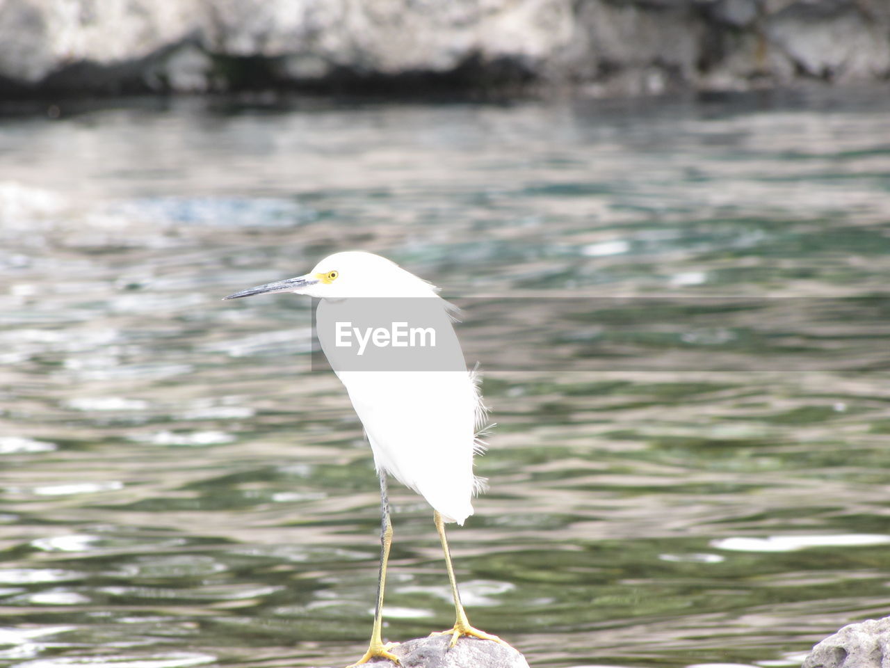 White bird perching on rock against lake