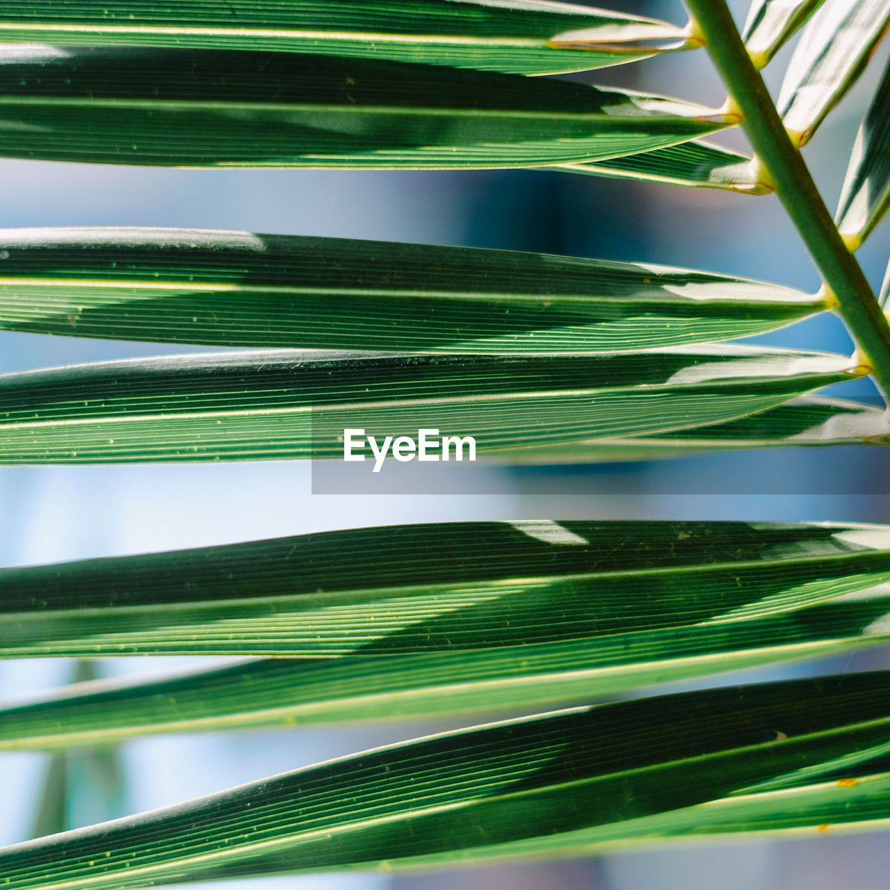 Close-up of palm tree leaves