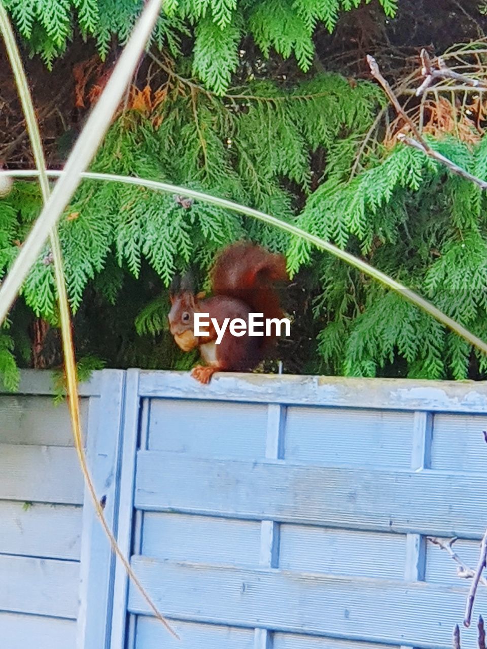 CAT SITTING ON PLANT