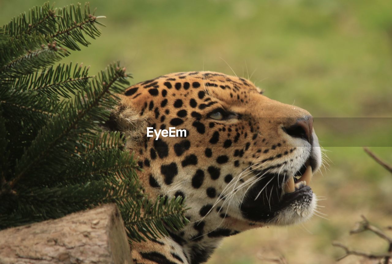 Close-up of jaguar