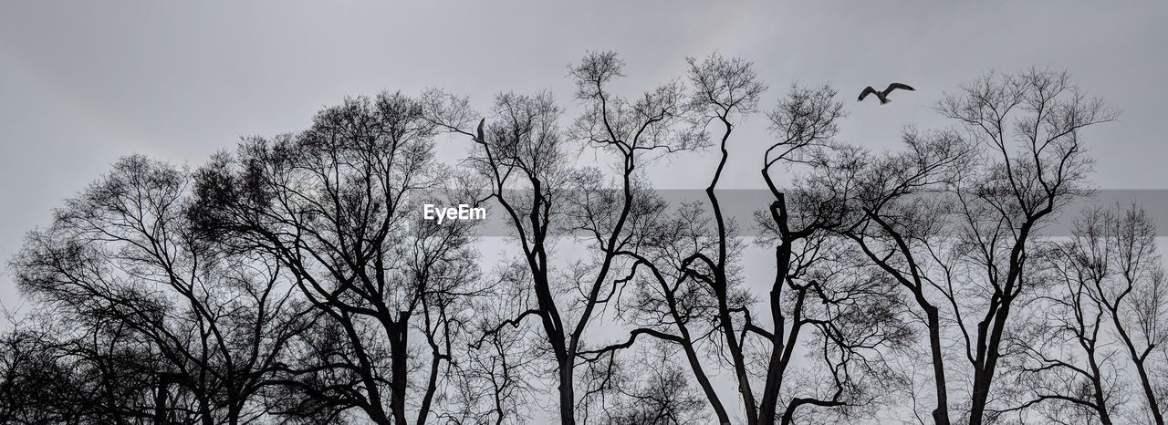 LOW ANGLE VIEW OF BARE TREES