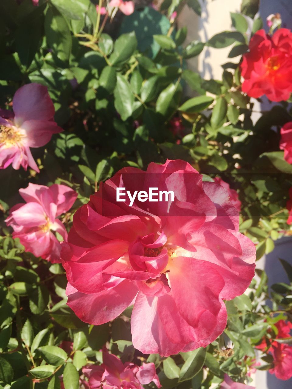 CLOSE-UP OF PINK FLOWERS BLOOMING IN GARDEN