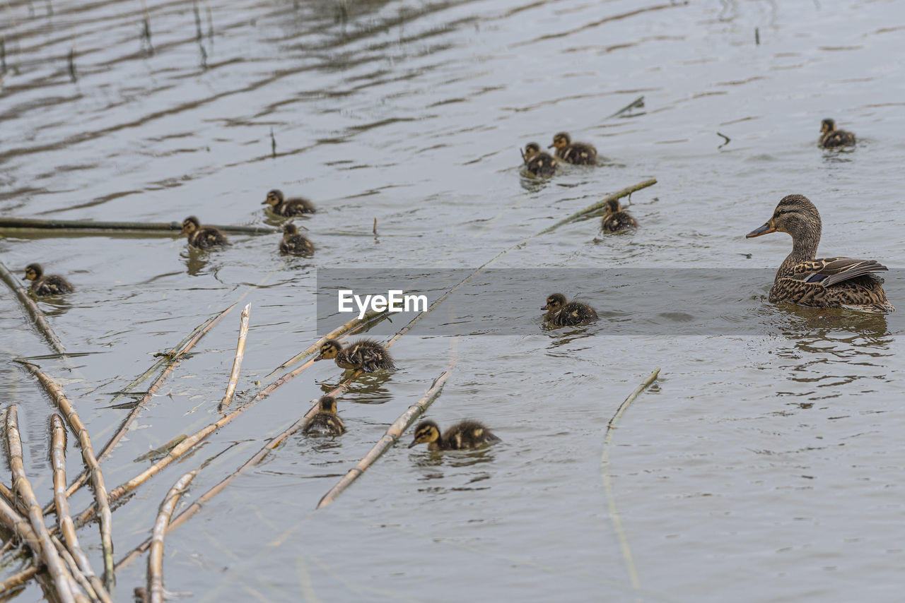 DUCKS SWIMMING IN LAKE