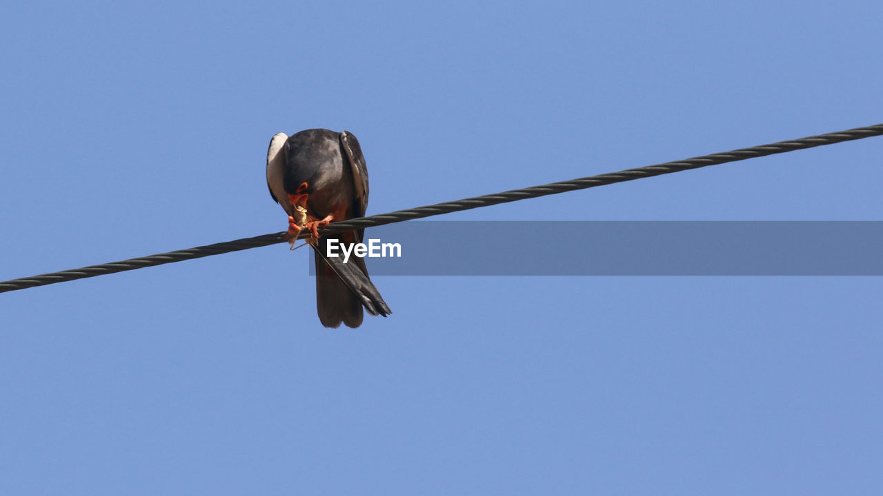 LOW ANGLE VIEW OF BIRD PERCHING ON CABLE